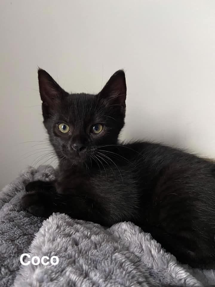 Coco Coco